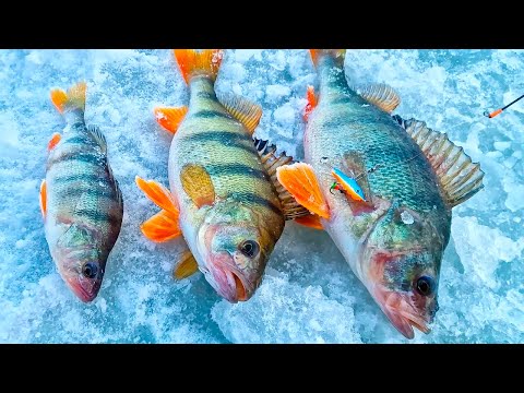 Видео: МОЩНАЯ РЫБА ТЯНЕТ В ГЛУБИНУ! НАШЁЛ ЛУНКУ С ГОРБАЧАМИ! Первый загиб на комбайн, Рыбалка на реке!