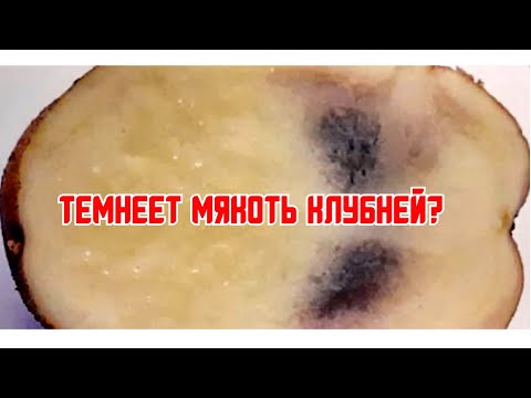 Видео: Причины потемнения мякоти клубней картофеля