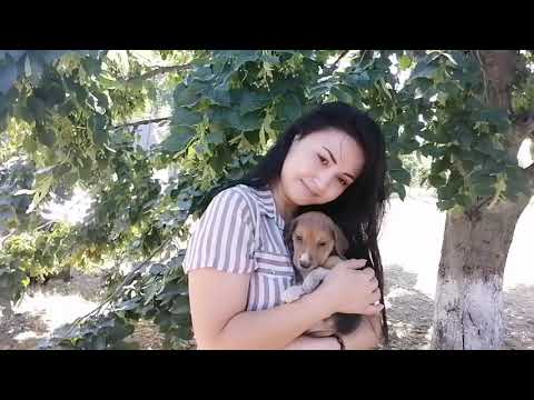 Видео: Купили собаку для охоты//мимишное пополнение 🐕