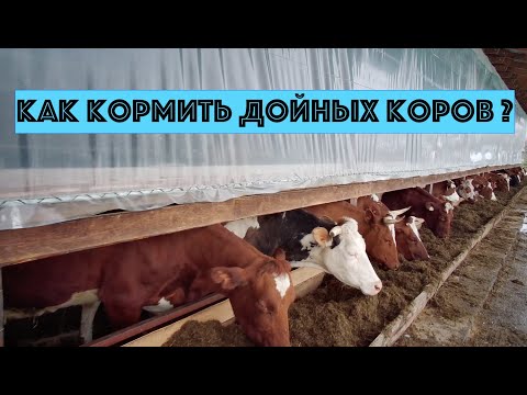 Видео: Еще раз о кормлении дойных коров в КФХ "Герефорд"