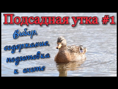Видео: Подсадная утка и охота с ней #1. Выбор утки и её подготовка к охоте. Ногавка для подсадной утки.