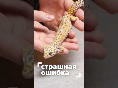 Видео: Не забывайте про кальций 🙏 #планетаэкзотики #эублефары