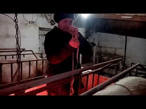 Видео: Как узнать вес свиньи без взвешивания?! На сколько это точно.