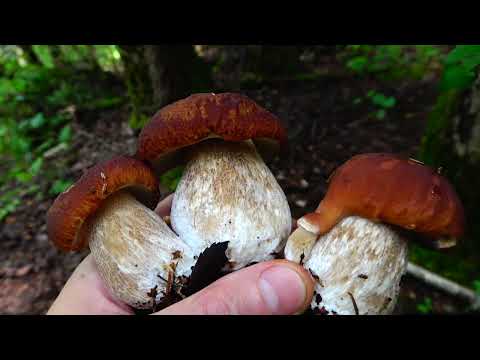 Видео: ГРИБНОЙ АВГУСТ БЕЛЫЕ ГРИБЫ ПРЫГАЮТ В КОРЗИНКИ/2024