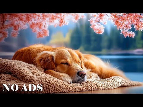 Видео: 12-часовая музыка, которая поможет собакам крепко заснуть🐶Музыка против беспокойства для собак💖Мгн