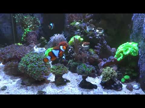 Видео: Чистильщики и санитары в морском аквариуме! Очень важная тема!