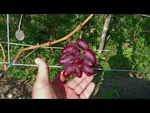 Видео: Виноград в Приморском Крае 🍇Посадка саженцев 🍇когда сажать?! ☝️