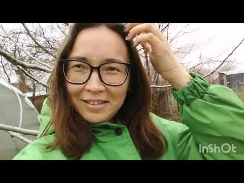 Видео: Новая семья - хаки кэмпбелл.