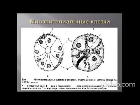 Видео: Лекция: "Мышечная ткань"