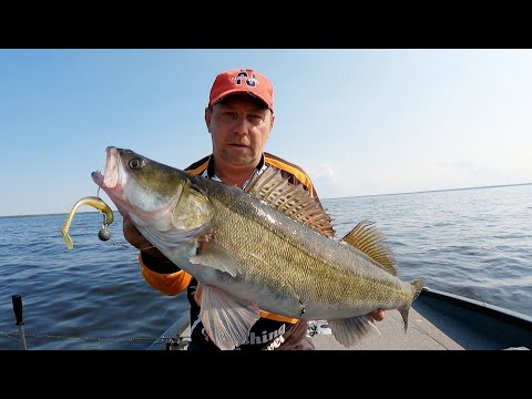 Видео: Рыбалка с гидом . Ловим судаков на Рыбинском водохранилище 2024