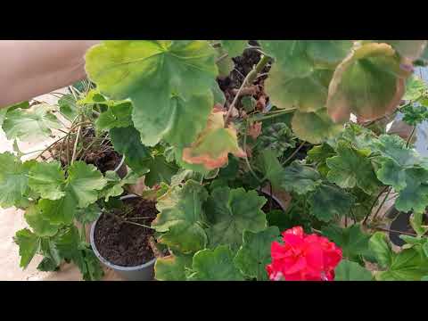 Видео: Пеларгонія готується до зими