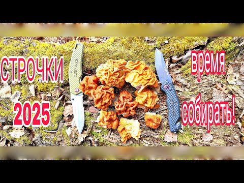 Видео: СТРОЧКИ 2025г. ВРЕМЯ СОБИРАТЬ ВЕСЕННИЕ ГРИБЫ 🍄!!!