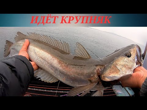 Видео: КРУПНЯК ИДЁТ!!! Рыбалка в Норвегии.