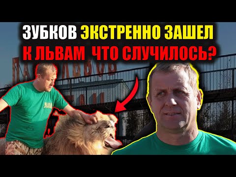 Видео: Опасная игра Зубкова и львов. Тайган на грани: что скрывает Зубков?