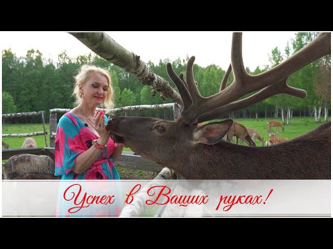 Видео: Успех в Ваших руках! Оленья ферма Усадьба "СУДИМИРЪ"