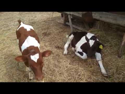 Видео: Какую прибыль получил от быка. Расход кормов.