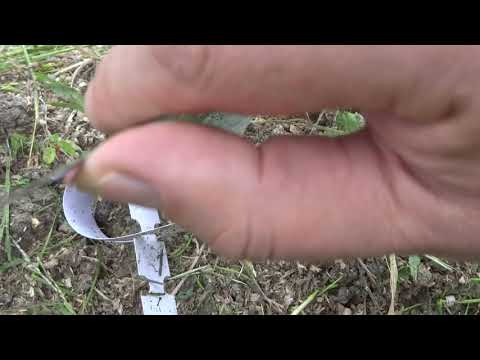 Видео: СНЯТИЕ ОБВЯЗКИ С ОКУЛИРОВОК И СРЕЗ ОКУЛИРОВКИ ПОД МИКРОСКОПОМ.