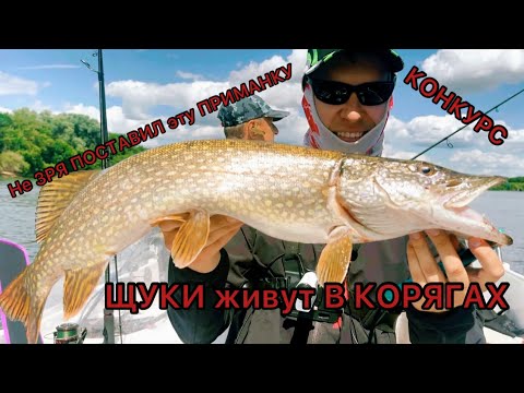 Видео: ЩУКИ живут В КОРЯГАХ  Не ЗРЯ ПОСТАВИЛ эту ПРИМАНКУ  СУПЕР конкурс