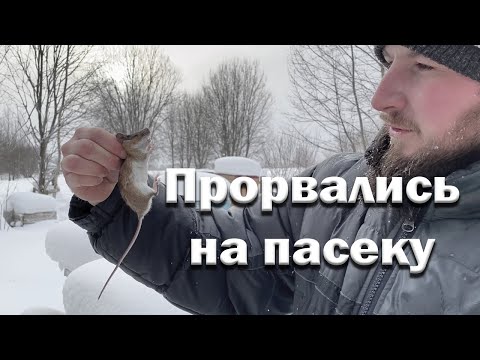 Видео: Сквозь сугробы на пасеку // Мышь в штанах