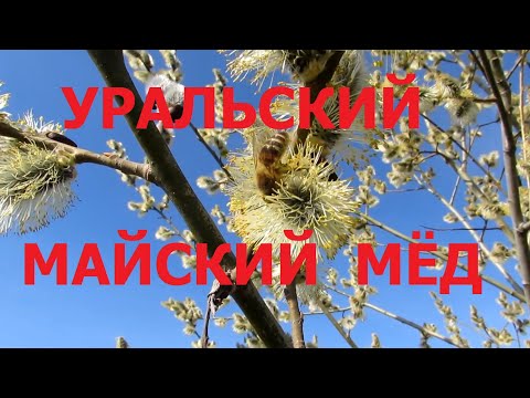 Видео: Майский мёд. Как взять его на Южном Урале. Карника