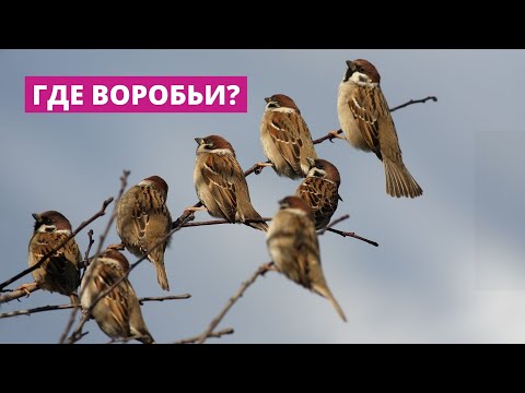 Видео: Куда пропали воробьи?