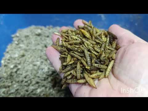 Видео: Быстрый завтрак!👍🐔🐓