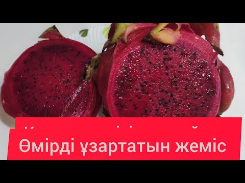 Видео: Кактус жемісінін көрдіңіз бе? Питахайя. Мұны да өсірдік! #питахайя #кактусжемісі