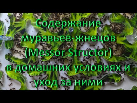 Видео: Содержание муравьев-жнецов (Messor Structor) в домашних условиях и уход за ними