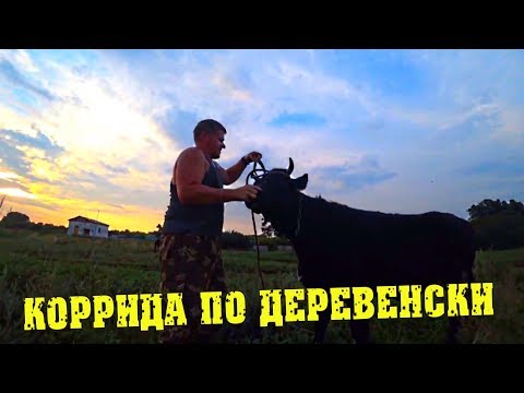 Видео: Деревенские будни - Встречаем коров. Телка убежала / Семья в деревне