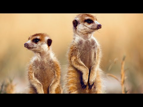 Видео: Сурикаты - забавные, но очень отважные и осторожные зверьки!