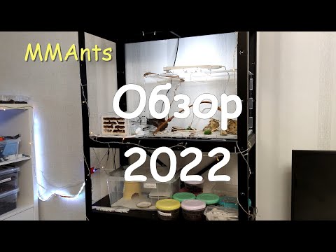 Видео: ОБЗОР 2022 / МУРАВЬИ