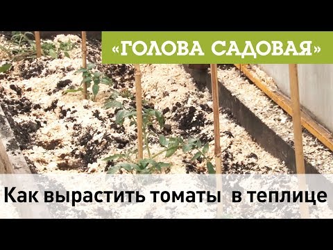 Видео: Голова садовая - Как вырастить томаты  в теплице