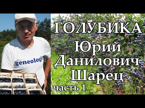 Видео: Экофермер Юрий Данилович Шарец о голубике / часть 1