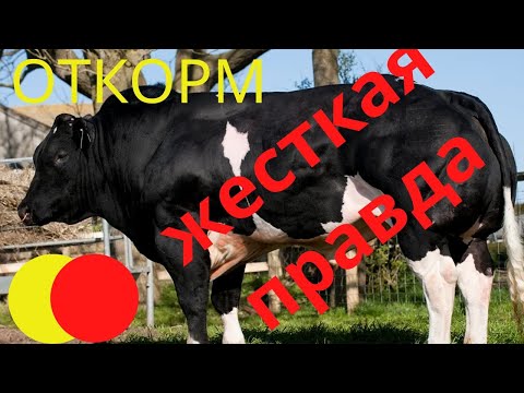 Видео: Откорм - жесткая правда| откорм бычков