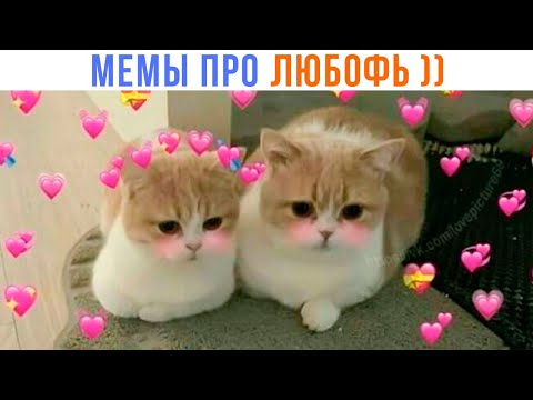 Видео: ЛЮБОФЬ И КОТИКИ ))) | Приколы | Мемозг 1377