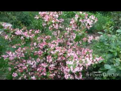 Видео: Вейгела. Обрезка после цветения.