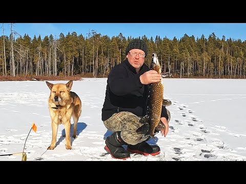 Видео: Рыбалка в Карелии. Чуть не пролетел при диком клёве щуки.