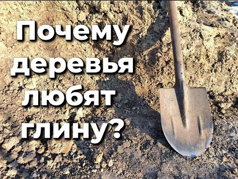 Видео: Что лучше: глина или чернозём?
