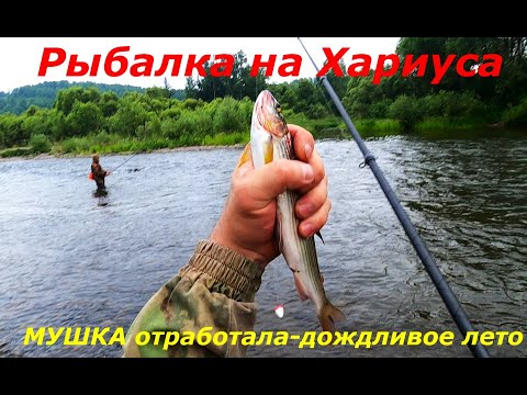 Видео: Рыбалка на Хариуса/Мушки темные-Вода мутная/С уловом!