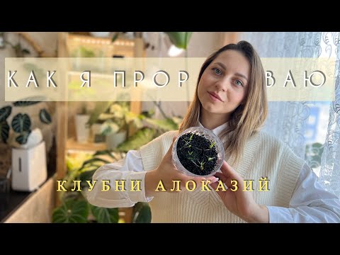 Видео: Как я проращиваю КЛУБНИ АЛОКАЗИЙ