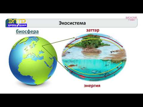 Видео: 11-класс | Биология | Экосистема жана ага мүнөздөмө. Экосистеманын биологиялык өндүрүмдүүлүгү