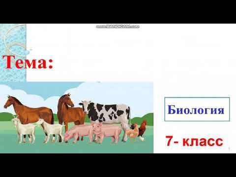Видео: Бакма сут эмуучулордун мааниси, келип чыгышы жана аларды коргоо. Мугалим: Шабданбекова Ж