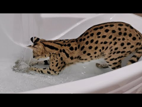 Видео: Взрослый сервал играет с водой