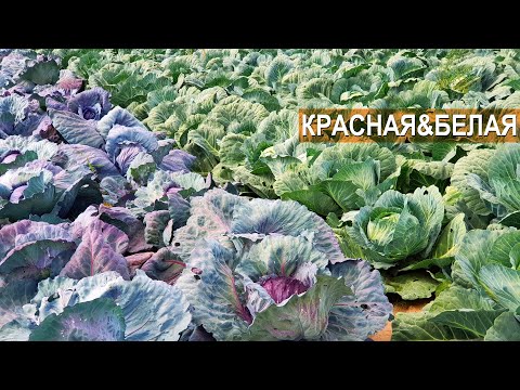 Видео: Белокочанная и краснокочанная капуста в КФХ Юрия Коровина, Калининградская область