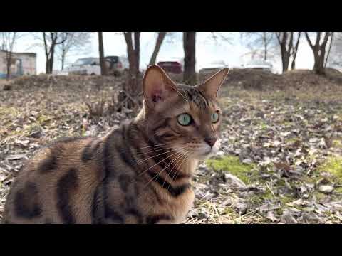 Видео: #1 spring walking #slowlife #slowliving #bengal #hygge #неспешнаяжизнь