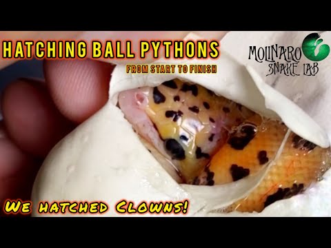 Видео: Вылупление шаровидных питонов (от начала до конца)