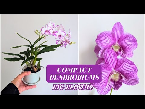 Видео: Уход за дендробиумом фаленопсисом в помещении 🌸 | Компактные растения и режим освещения