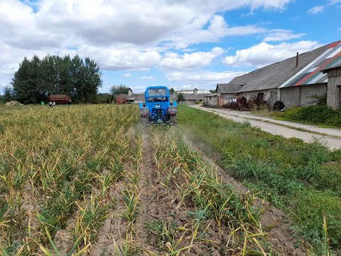 Видео: Уборка чеснока .