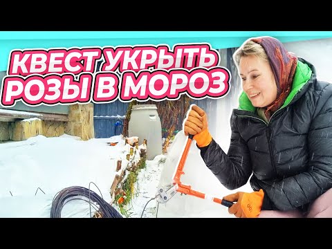 Видео: ОПОЗДАЛА УКРЫТЬ РОЗЫ | НАШЛА ДЕШЕВЫЙ СПОСОБ УКРЫТЬ РОЗЫ I ШТАМБОВЫЕ И ПЛЕТИСТЫЕ РОЗЫ