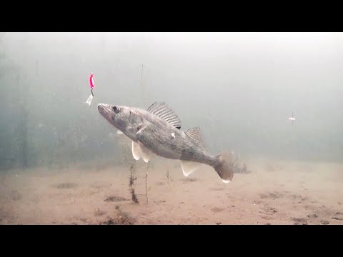 Видео: ЗРЕЛИЩНАЯ ЗИМНЯЯ Рыбалка🎣 ЛОВЛЯ СУДАКА Днём и Ночью. Поклевки крупным планом. Подводная съемка